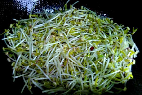 炝炒绿豆芽的做法图解4
