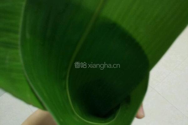 包粽子的做法图解5