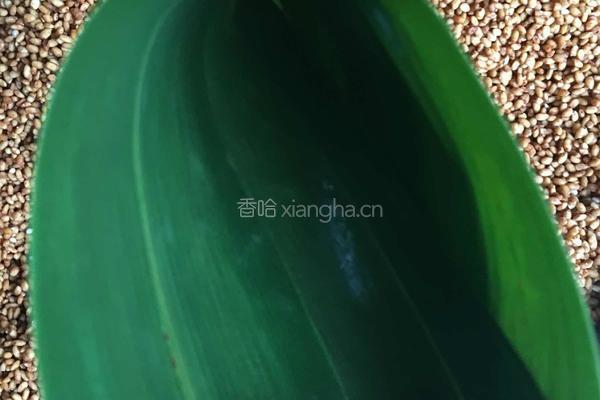 蛋黄鲜肉粽的做法图解6