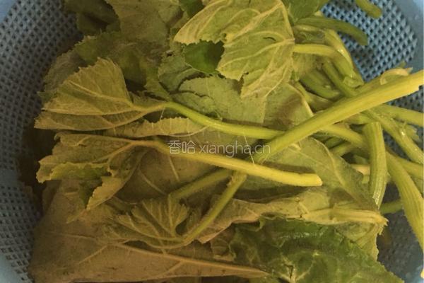 小炒南瓜苗的做法图解2