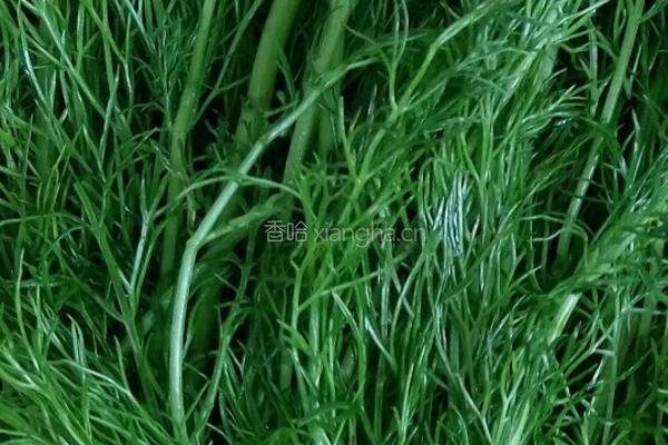 羊肉茴香包的做法图解6