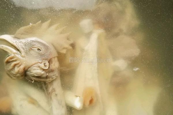 药膳鸡汤的做法图解3
