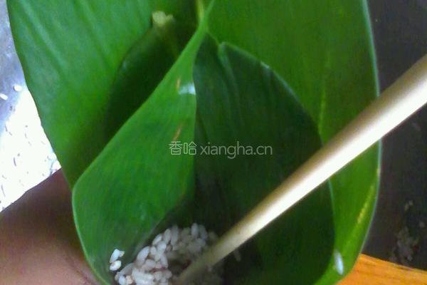 粽子的做法图解5