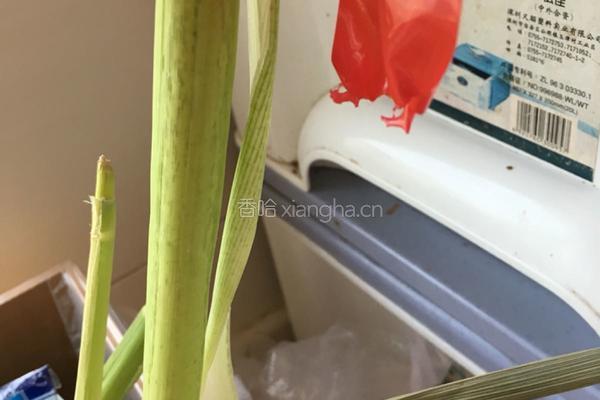 虾仁茭白炖豆腐的做法图解2