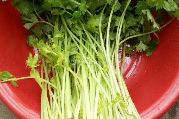 香芹烧鱼块的做法图解4