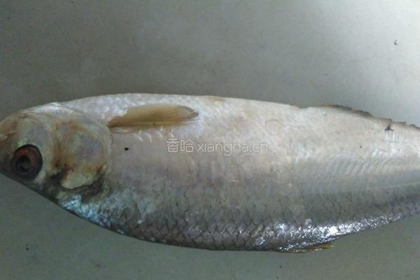 顿鱼的做法图解1