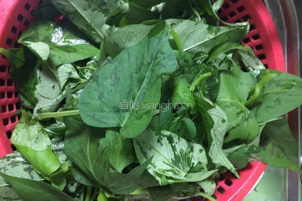 蕃薯叶的做法图解1