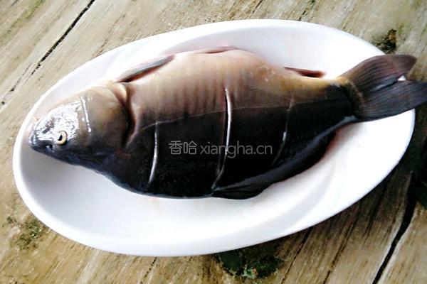 啤酒烧鲤鱼的做法图解2