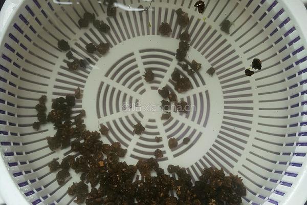 猫爪草熬猪横利的做法图解3
