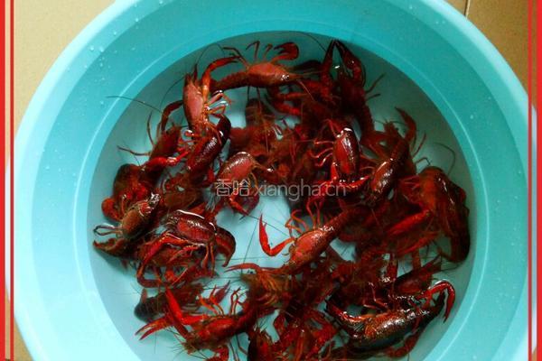懒人香辣小龙虾的做法图解1