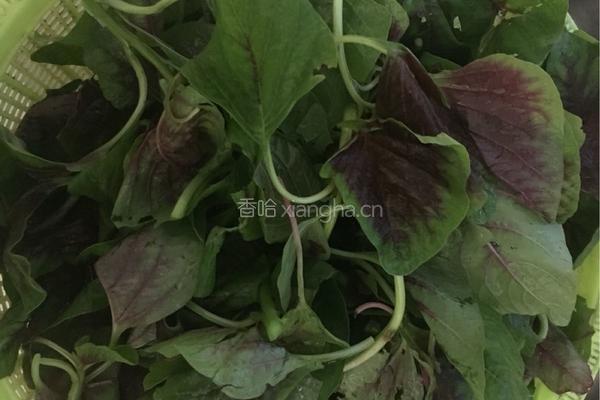 蒜茸红苋菜的做法图解2