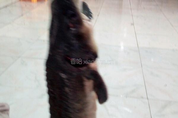宫爆鲟魚丁的做法图解1