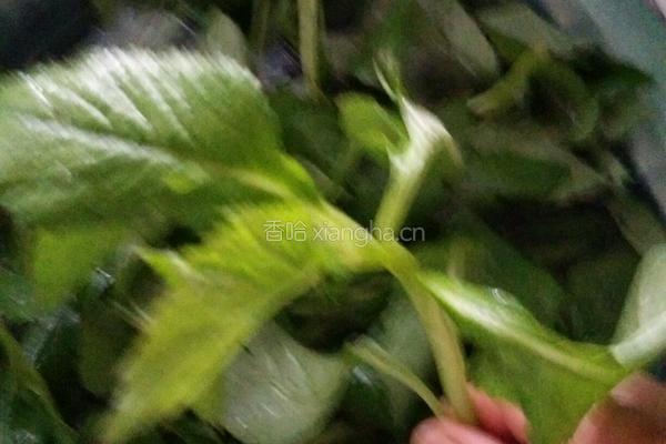 凉拌野莱的做法图解1
