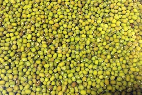 纯手工绿豆糕（原味低糖版）的做法图解2