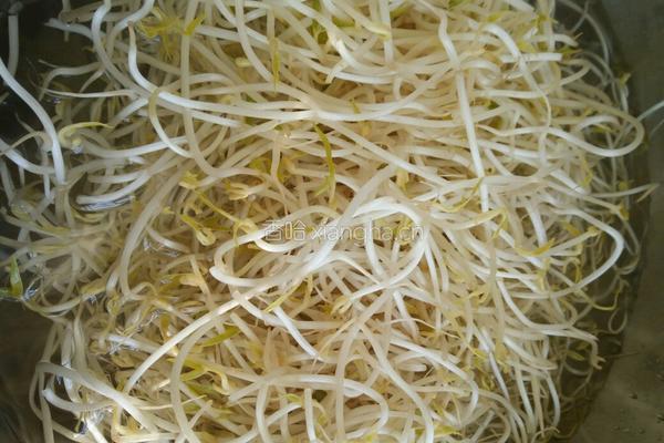 凉拌绿豆芽的做法图解1
