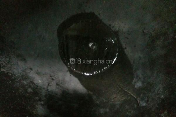 黑木耳炒鸡肉的做法图解3