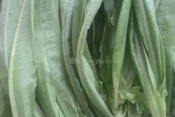 蒜香油麦菜的做法图解1