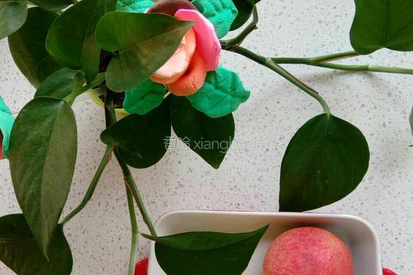 水蜜桃味脉动的做法图解1