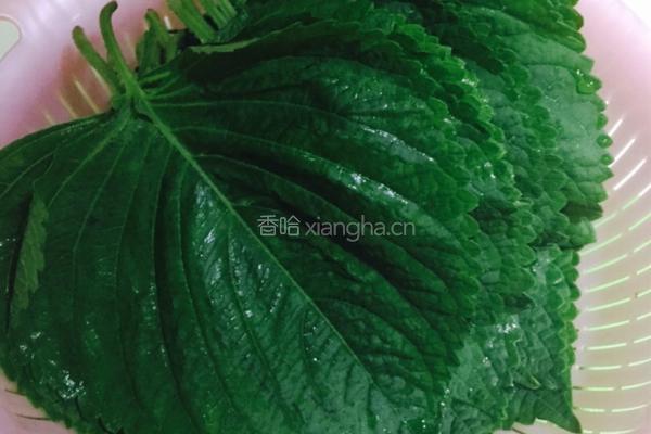 苏子叶咸菜的做法图解1