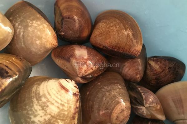 沙白蒸水蛋的做法图解1