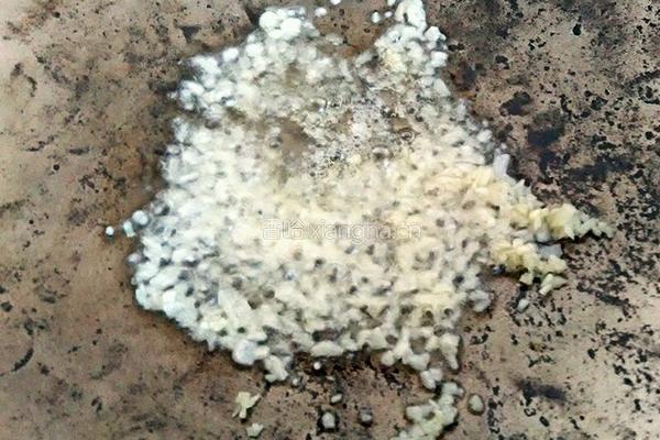 蒜蓉番茄虾的做法图解6