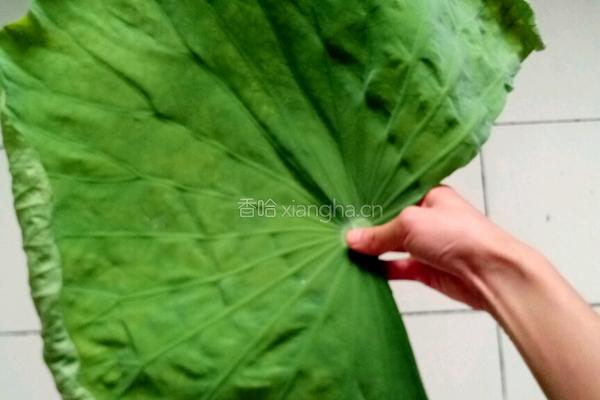 荷叶豆浆的做法图解1