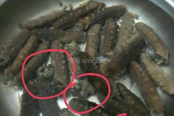 泡发淡干海参的做法图解2