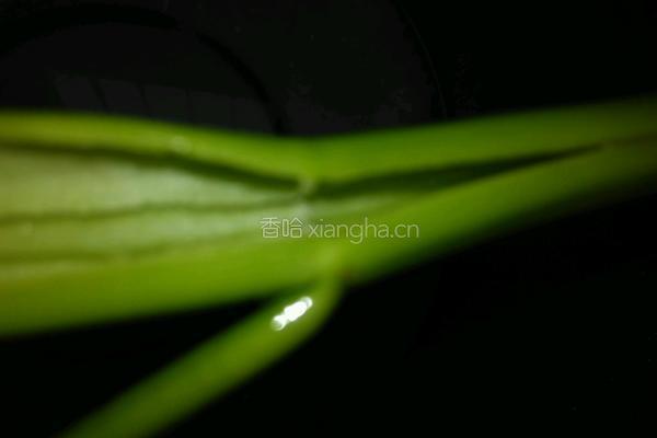 蚂蚁爱上绿树的做法图解3