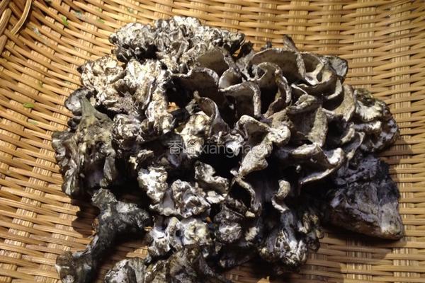 青椒炒干巴菌的做法图解1