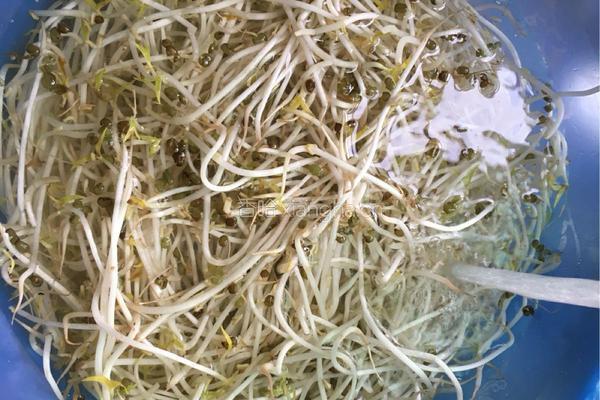 清炒绿豆芽的做法图解1
