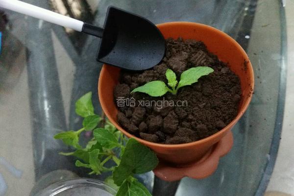 自制酸奶盆栽的做法图解6