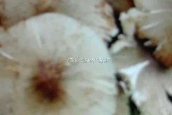 鸡枞油的做法图解1