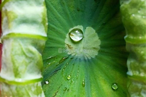 香煎嫩荷叶卷肉的做法图解3