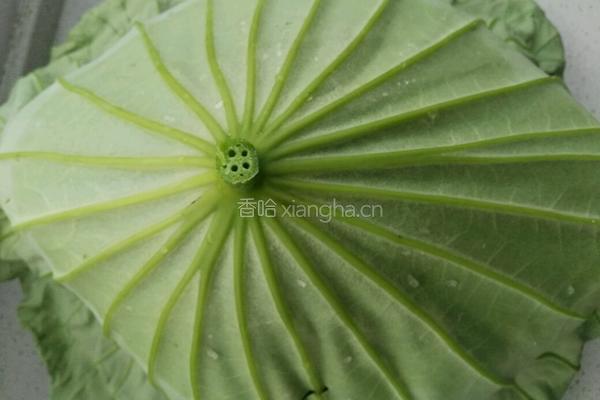 清香荷叶粥的做法图解4