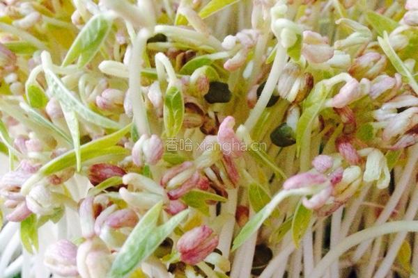 绿豆芽拌三丝的做法图解1