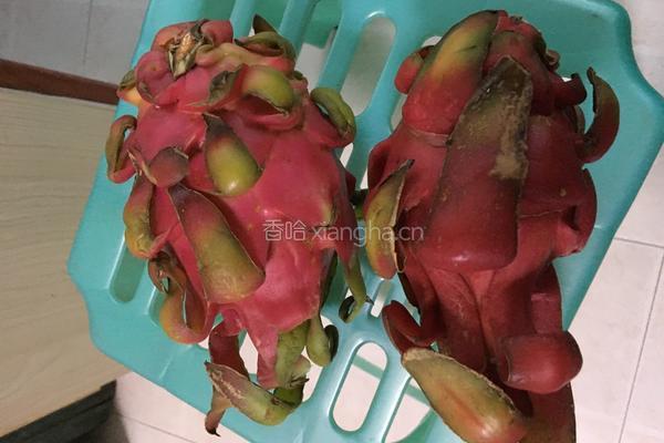 红龙果冰淇淋的做法图解1