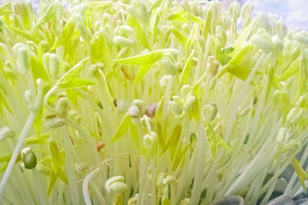 绿豆芽的做法图解5
