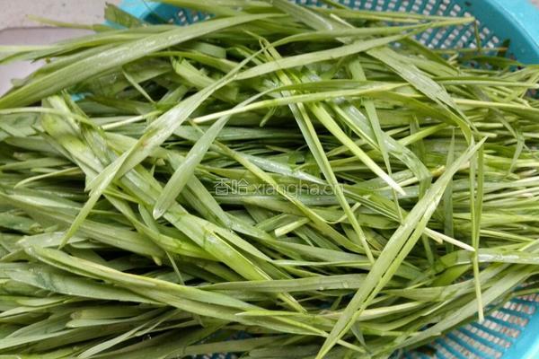 小麦草苹果汁的做法图解1