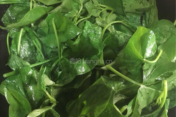 蒜蓉炒番薯叶的做法图解2