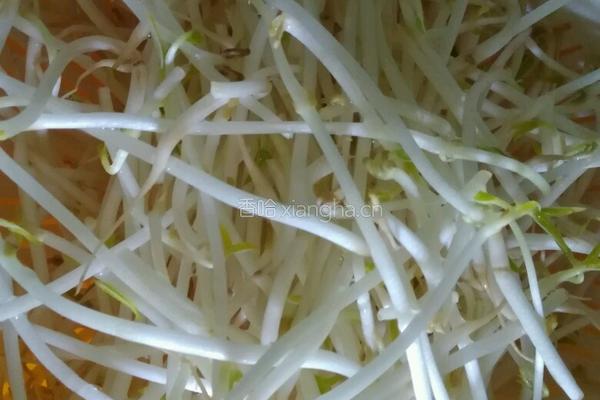 凉拌芽菜的做法图解1