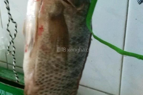 罗非鱼汤的做法图解1