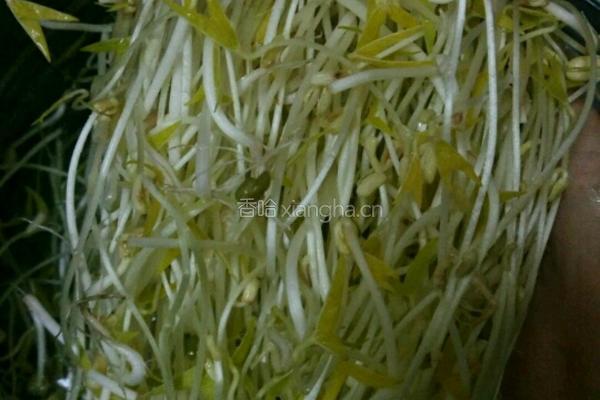 自制豆芽的做法图解11