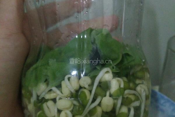 自制豆芽的做法图解7