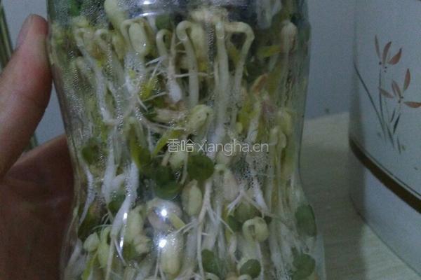 自制豆芽的做法图解9