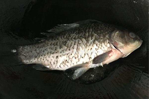 番茄鲫鱼汤的做法图解4