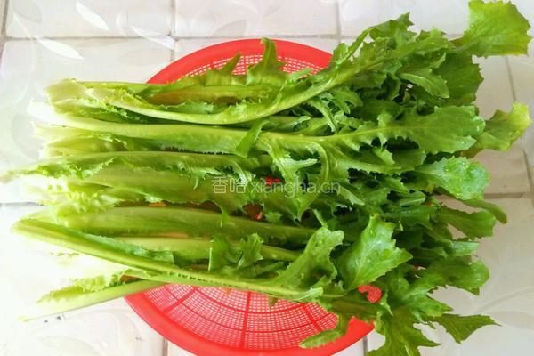 麻酱苦菊的做法图解1