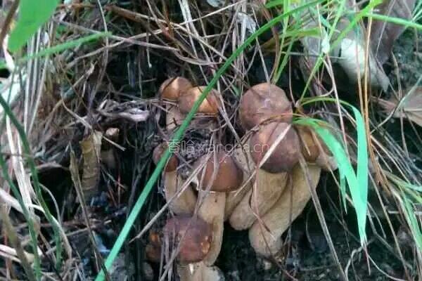 香辣乔巴菌的做法图解1