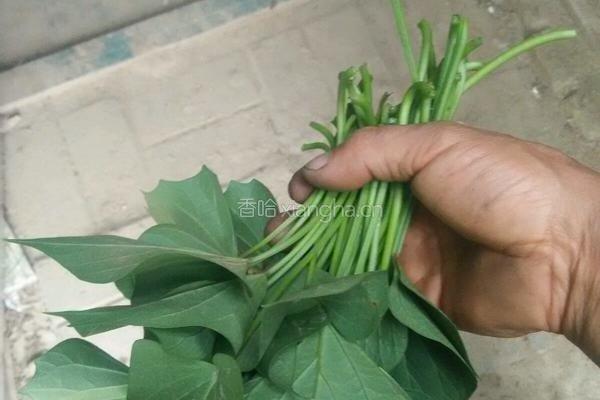 炒野菜的做法图解1