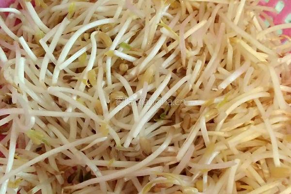 豆腐皮炒绿豆芽的做法图解1