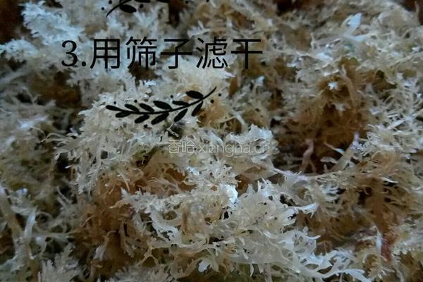 海石花果冻的做法图解3